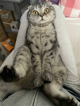 A cat is funny looking at the camera