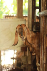 Goat standing in a wooden shelter and looking at the camera. 