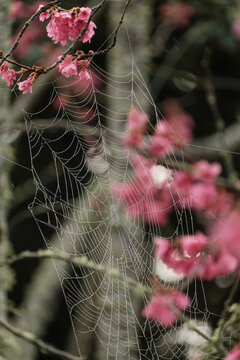 Delicate Spiderweb and Pink Spring Flowers