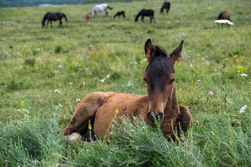 Naklejka na ściany i meble foal in the meadow