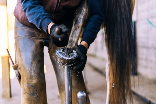 Farrier with instrument removing mud from horseshoe - Powered by Adobe