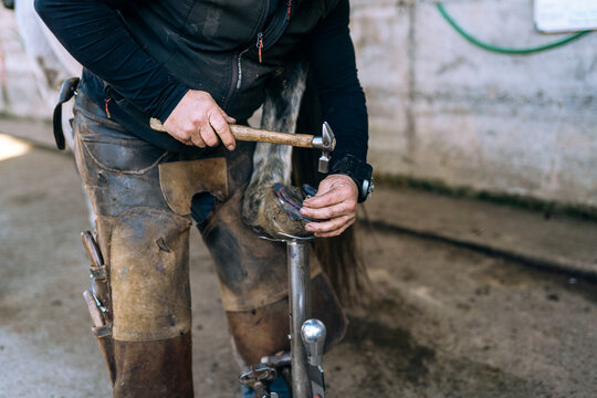Forger nailing horseshoe with hammer to horse hoof