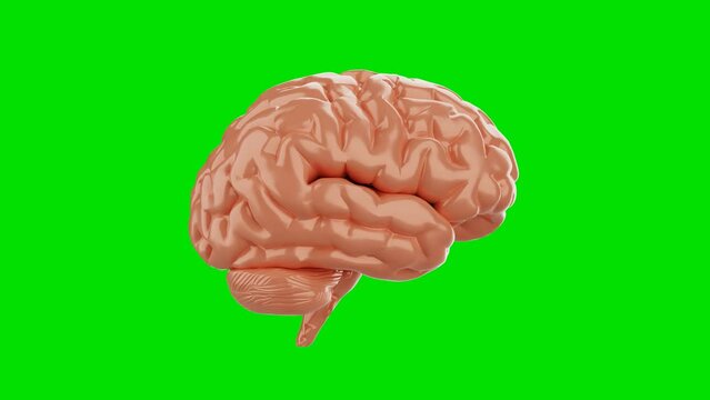Seamless looping of brain on isolated green screen chroma key background. Science and anatomy concept. 4K footage video motion graphic