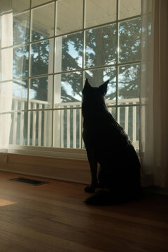 Pet dog in looking out the window.