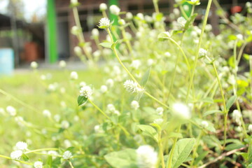 Fototapeta premium green background of gomphrena celosioides mart.