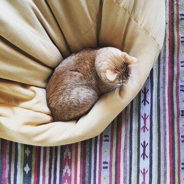 A ginger kitten on a yellow pillow  