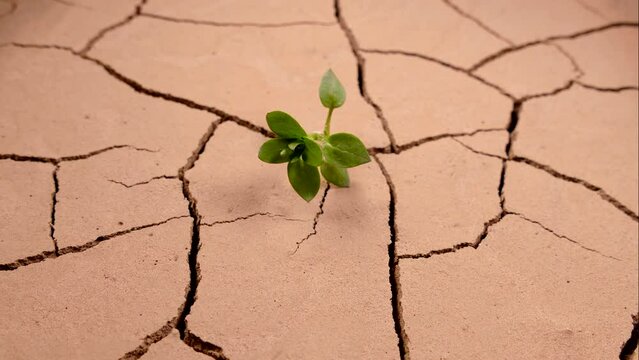 A green sprout withered in the dry cracked ground. Global warming and rising temperatures on Earth. Global climate change and ecology. Desert drying up. Evaporation of water from the soil.