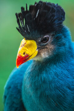Great Blue Turaco