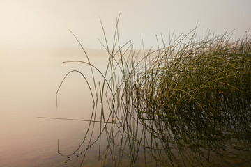 Reeds along shoreline in fog