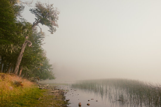 Foggy shoreline of lake