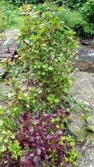 Canna tuerckheimii, tropical Plants. Vertical