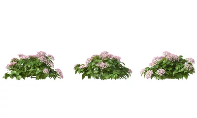 Kussenhoes Variety colors of  French hydrangea flower isolated on white background © Poprock3d