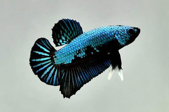 Betta fish halfmoon plakat or HMPK short tails, Siamese fighting fish on isolated grey background.