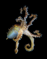 Octopus Mototi or Poison Ocellate Octopus - Amphioctopus siamensis. Underwater macro life of Tulamben, Bali, Indonesia.