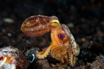 Octopus Mototi or Poison Ocellate Octopus - Amphioctopus siamensis. Underwater macro life of Tulamben, Bali, Indonesia.