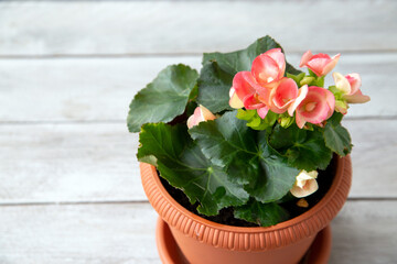 Pink begonia elatior in a pot. House plants, hobby.