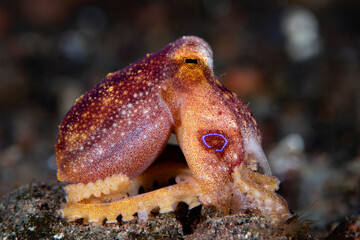 Obraz premium Octopus Mototi or Poison Ocellate Octopus - Amphioctopus siamensis. Underwater macro life of Tulamben, Bali, Indonesia.