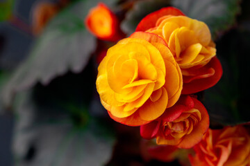 Yellow terry begonia elatior close-up. House plants, hobby.