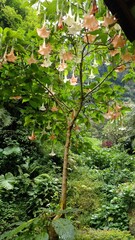 Angel's Trumpet,  Trumpet Flowers. Vertical