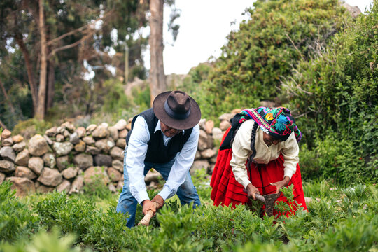 Marriage working in cultivation