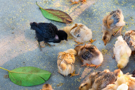 chicks on the farm