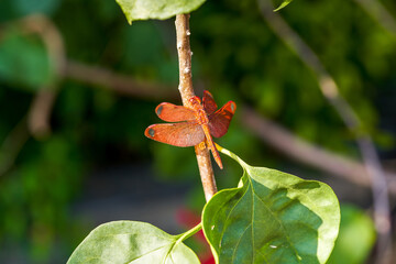 Close-up of a red dragonfly in the forest
