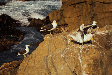 Active sea gulls seagulls over blue sea ocean
