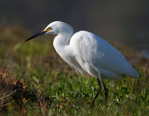 Snowy Egret Standing in Pickleweed