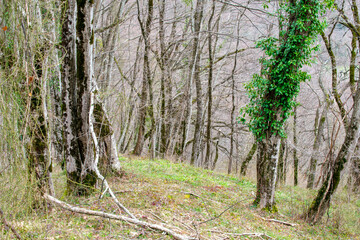 Fototapeta premium Caucasian forest in spring. The mountains. old trees. Deadwood. Caucasian flora.