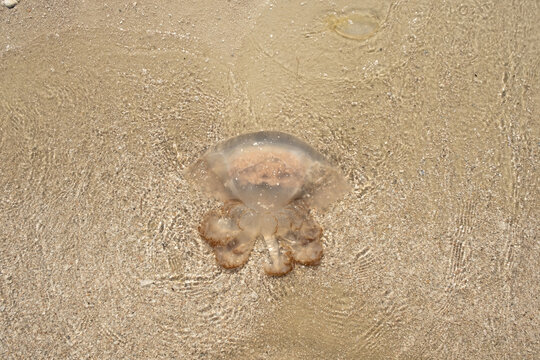Jellyfish Washed up on Beach from the Ocean