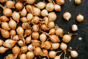 'Stuttgarter Giant' onion sets