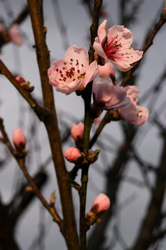 Flowers on tree branch in spring