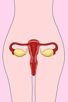 Female reproductive system illustration