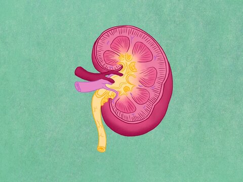 Kidney cross section illustration