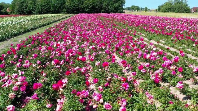 Drohnenaufnahme, Drohnenflug &uuml;ber ein Blumenfeld mit farbigen Pfingstrosen, Nordholland, Den Helder, Niederlande