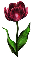 Watercolor black tulips flower. Floral botanical flower. Aquarelle wild flower for background, texture