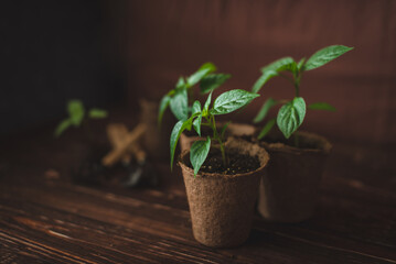 Planting seedlings of peppers in peat pots at home. Garden tools.