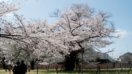 Asian person walking under sakura cherry blossom trees