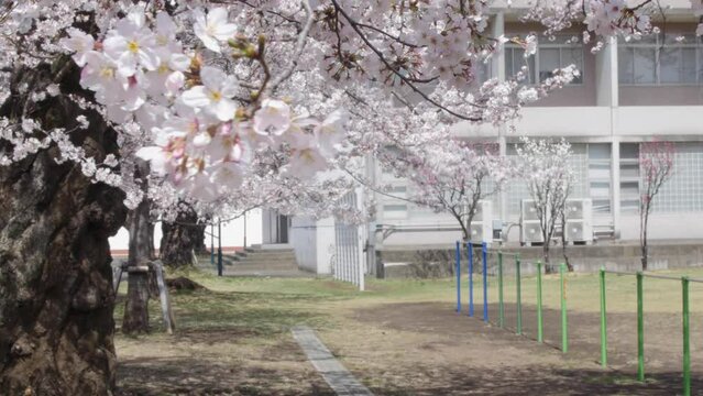 Asian person walking under sakura cherry blossom trees