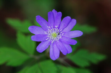 Fototapeta premium キクザキイチゲ