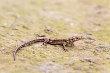 Naklejka premium Lateral view of an Iberian wall lizard. Podarcis hispanica.