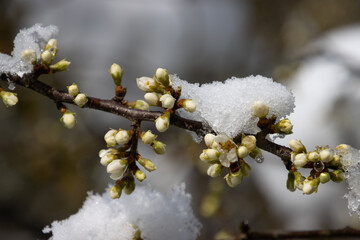 Flower buds of a blackthorn bush covered with snow and ice