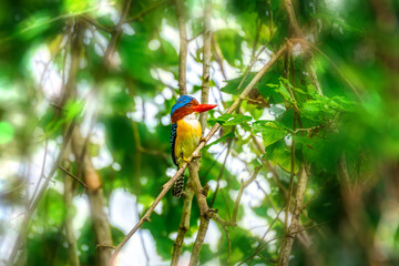 Banded Kingfisher perching on a branch, male bird on the nature habitat