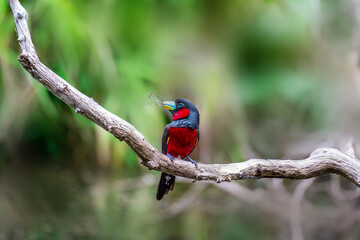 The Black-and-Red broadbill (Cymbirhynchus macrorhynchos) carrying a nesting material at nature habitat