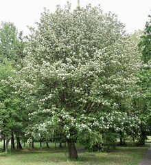 White flowers and habitus of the Swedish whitebeam (Sorbus intermedia)