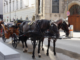 Fototapeta na wymiar Horses for Vienna Sightseeing Service in Austria.