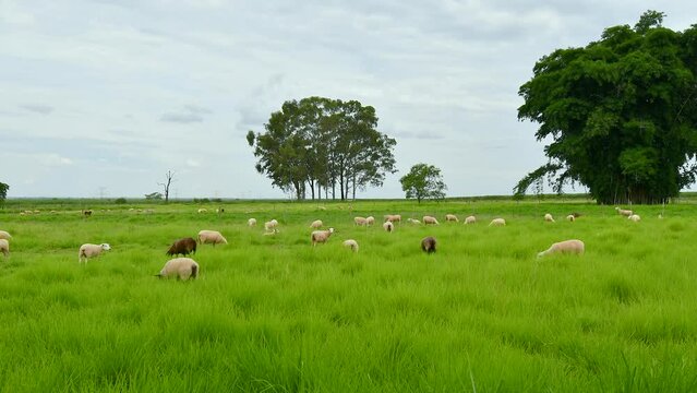 Time lapse video of sheeps feeding of grass on the pasture of a farm. Texel sheep.