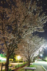 滝の宮公園の夜桜（愛媛県新居浜市）