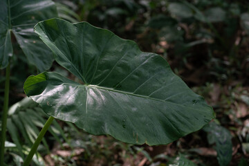 Green caladium tree plant leaf shadow in forest