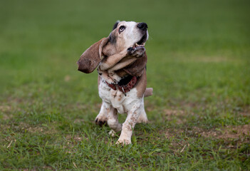 Adult Bassethound dog posing